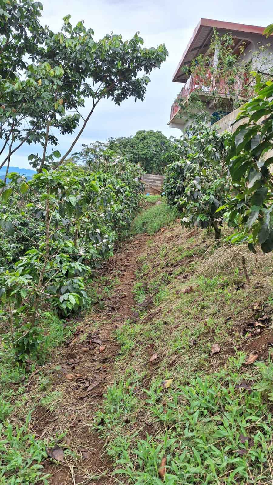 LAST FEW BAGS LEFT! Cup of Excellence Honduras Geisha (#10 Best)