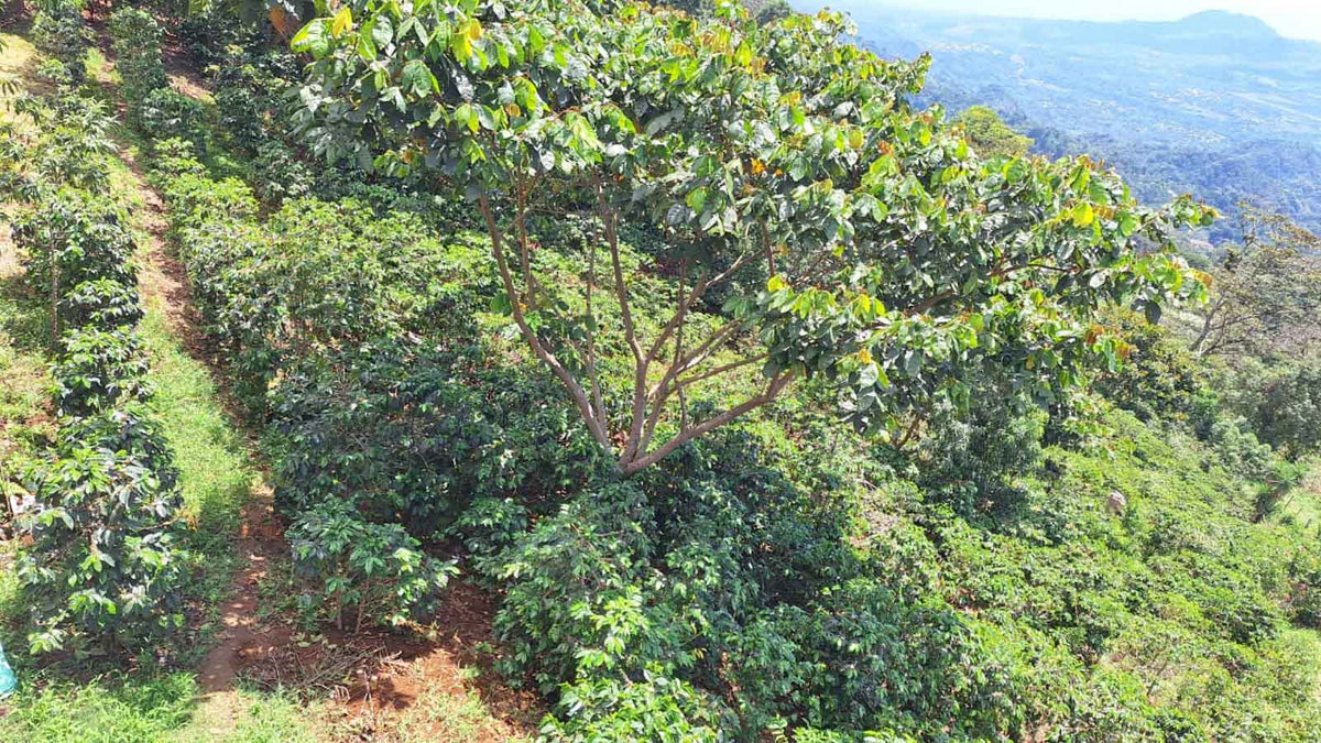 LAST FEW BAGS LEFT! Cup of Excellence Honduras Geisha (#10 Best)