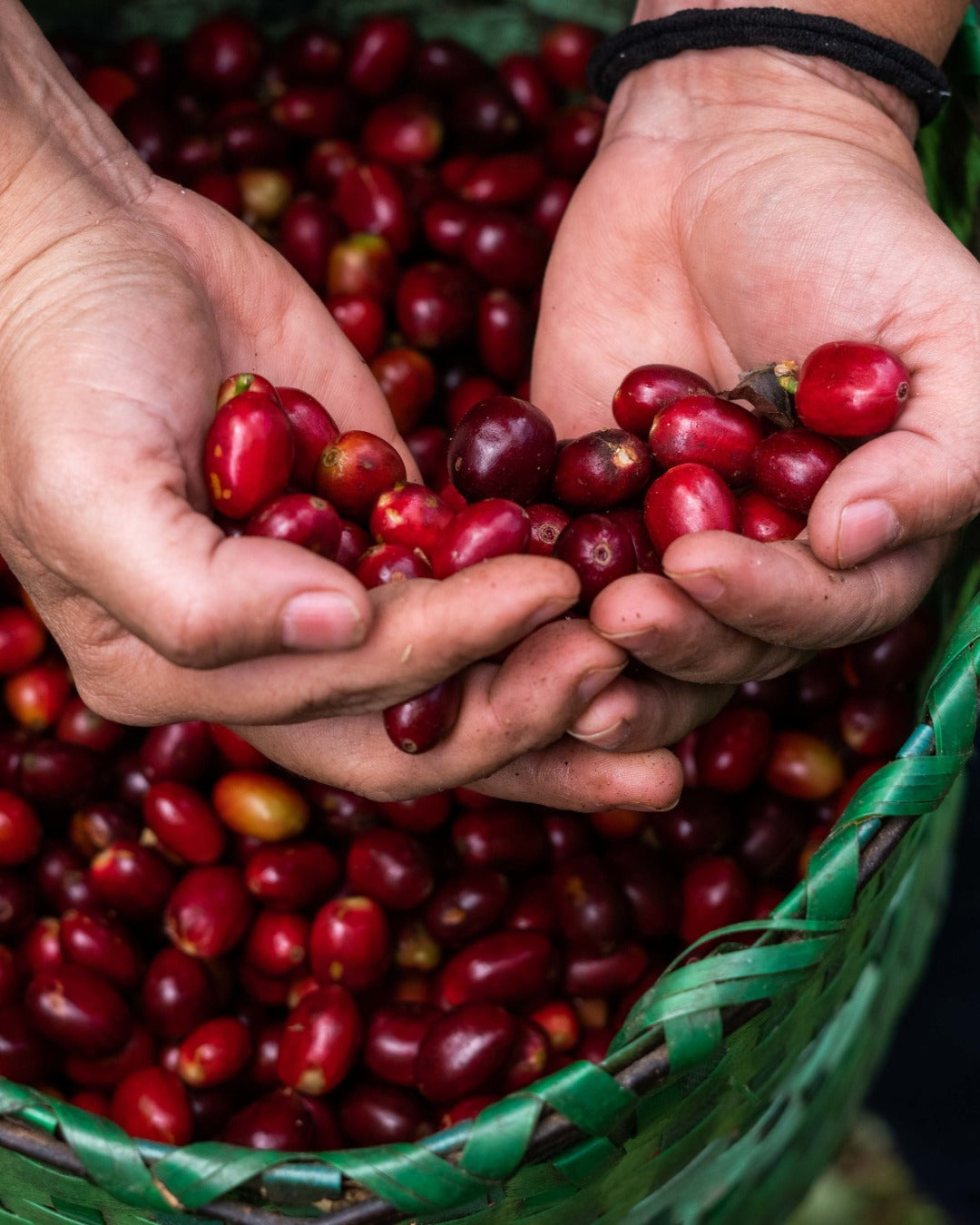 Honduras Monte Fresco Parainema Washed – Medium Roast Specialty Coffee